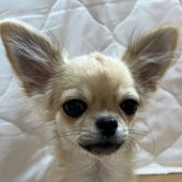 チワワ(ロング)