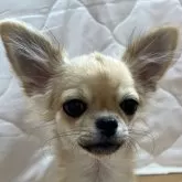 チワワ(ロング)