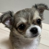 チワワ(ロング)