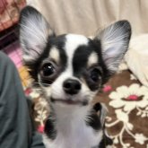 チワワ(ロング)