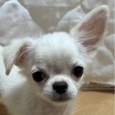 チワワ(ロング)