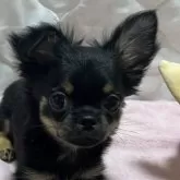 チワワ(ロング)