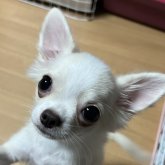 チワワ(ロング)