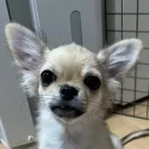 チワワ(ロング)