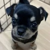 チワワ(スムース)