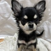 チワワ(ロング)