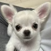 チワワ(ロング)