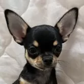 チワワ(スムース)