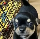 チワワ(スムース)
