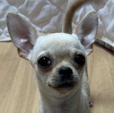 チワワ(スムース)