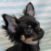 チワワ(ロング)【千葉県・女の子・2025年8月30日・ブラックタンホワイト】の写真2「横顔🌼」