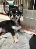 チワワ(ロング)【千葉県・女の子・2025年8月1日・ブラックタンホワイト】の写真3「伏せた感じ🐾」