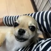 チワワ(ロング)【千葉県・男の子・2025年6月12日・フォーン】の写真3「抱っこしての上から📷」