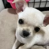 チワワ(スムース)【千葉県・男の子・2025年6月12日・クリームオンスポッテットホワイト】の写真3「正面🐶」