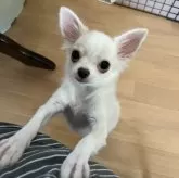 チワワ(ロング)【千葉県・男の子・2025年4月11日・クリームオンホワイト】の写真4「見上げた感じ🐶」