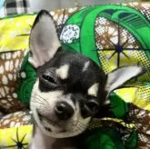 チワワ(スムース)【千葉県・男の子・2025年8月1日・ブラックタンホワイト】の写真5「首を傾げて目👀を細めてます。」