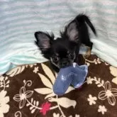 チワワ(ロング)【千葉県・女の子・2025年8月30日・ブラックタンホワイト】の写真5「靴下ドロボー笑」