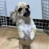 チワワ(ロング)【千葉県・男の子・2025年6月12日・フォーン】の写真6「立ち上がって」