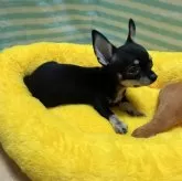 チワワ(スムース)【千葉県・男の子・2025年11月3日・ブラックタンホワイト】の写真7「横姿🐶」