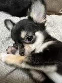 チワワ(ロング)【千葉県・女の子・2025年8月1日・ブラックタンホワイト】の写真7「🐾噛む🐶」