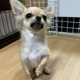 チワワ(ロング)【千葉県・男の子・2025年6月12日・フォーン】の写真8「お座りして片脚あげて正面から」