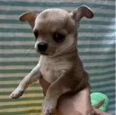 チワワ(スムース)【千葉県・女の子・2025年11月19日・レッド】の写真8「持ち上げての横顔」