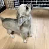 チワワ(ロング)【千葉県・男の子・2025年6月12日・フォーン】の写真9「見上げてます。」