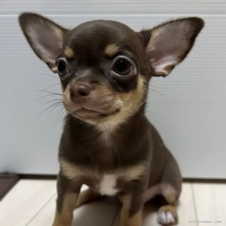 ID：2407-01464の子犬