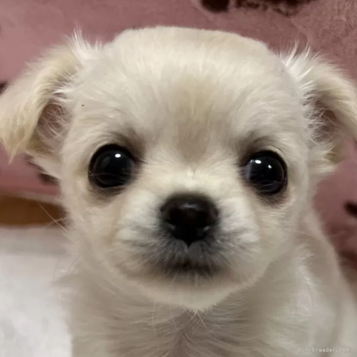 ID：2403-07054の子犬