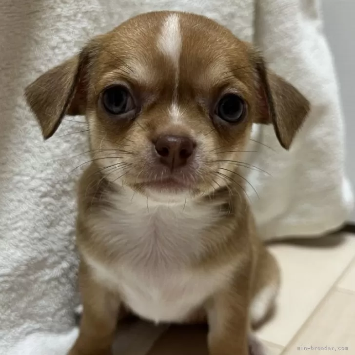 ID:2405-05012の子犬