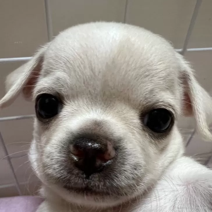 Haru 様のお迎えした子犬