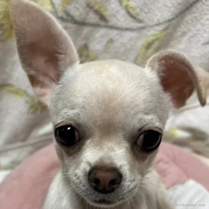 ID：2403-02614の子犬