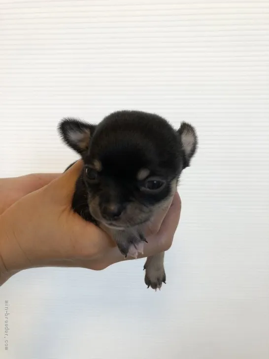 ID:2002-00062の子犬