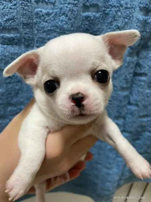 ID：2201-01210の子犬