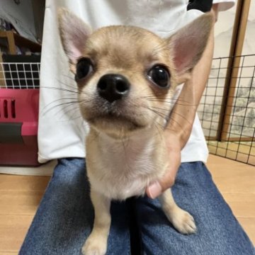 チワワ(スムース)【千葉県・男の子・2023年6月29日・レッド】の写真「PRA発症しません父親JKCCH母親JKCCH直子」