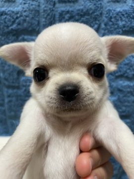 チワワ(スムース)【千葉県・女の子・2021年12月7日・白系】の写真「白系のスムースの女の子です。母親似の可愛い子です。」
