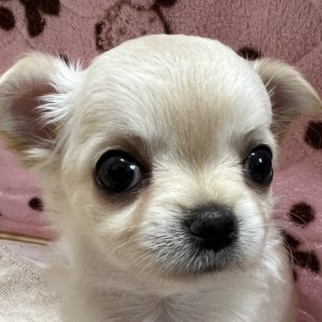 チワワ(ロング)【千葉県・女の子・2024年3月15日・ホワイトオンクリーム】の写真「両親JKC CHの優良血統の子になります。」