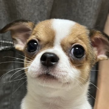 チワワ(スムース)【千葉県・女の子・2024年5月3日・パーティ】の写真「父親、母親共にチャンピオン直子になります。」