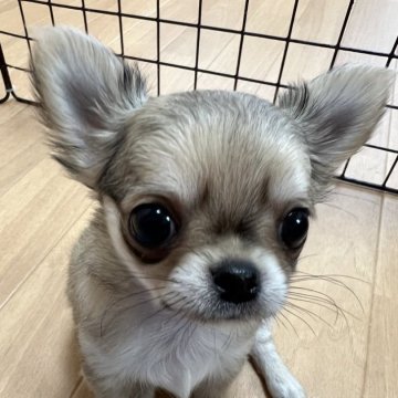 チワワ(ロング)【千葉県・男の子・2024年7月16日・フォーン】の写真「ドアーフタイプの小ぶりな優良血統の子です。」