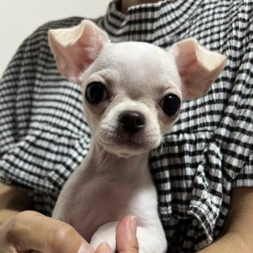 チワワ(スムース)【千葉県・女の子・2023年5月22日・クリームオンホワイト】の写真「父親JKCCH母親JKCCH直子の優良血統の子です」