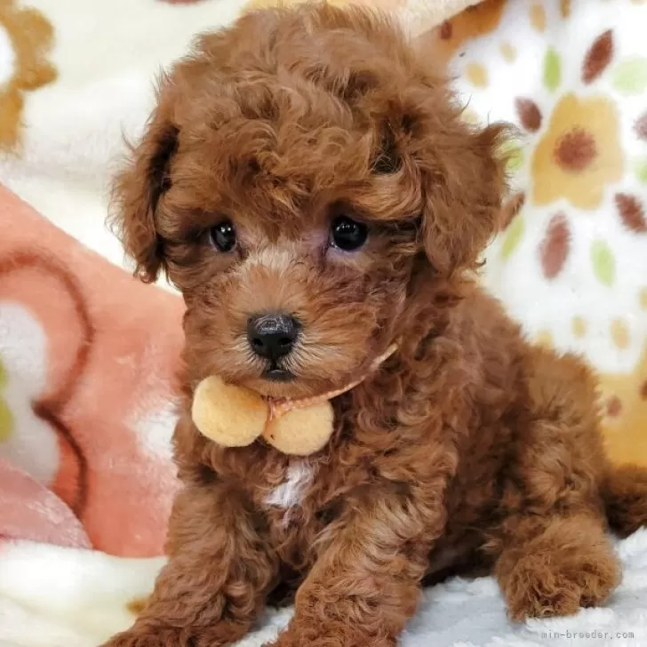 Y.M 様のお迎えした子犬