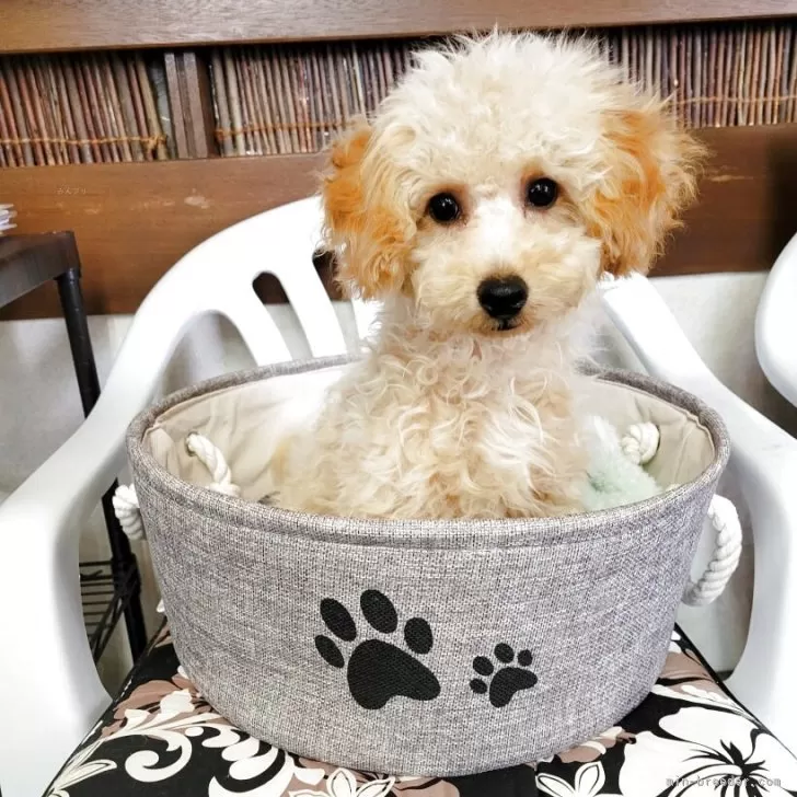 Y.S 様のお迎えした子犬