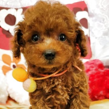 トイプードル(タイニー)【鹿児島県・男の子・2025年5月12日・レッドフオーン】の写真「これからますます可愛くなります。」