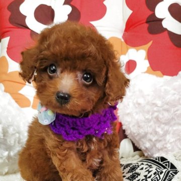 トイプードル(ティーカップ)【鹿児島県・男の子・2025年5月12日・レッドフォーン】の写真「小さくて可愛いです。。写真随時更新します。」