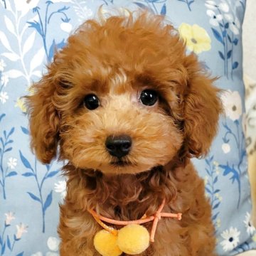 トイプードル(タイニー)【鹿児島県・男の子・2025年7月22日・レッドフオーン】の写真「しっぽフリフリのイケメン君」