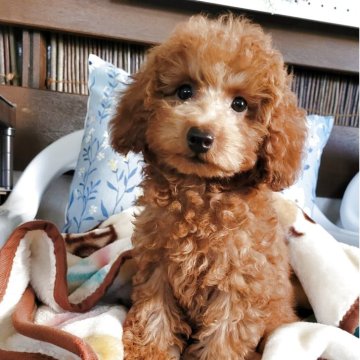 タイニープードル【鹿児島県・男の子・2025年7月22日・レッドフオーン】の写真「可愛いボク」
