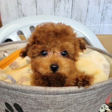トイプードル(ティーカップ)【鹿児島県・男の子・2024年11月27日・レッド】の写真「小さくて可愛いです。。写真随時更新します。」