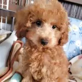 タイニープードル