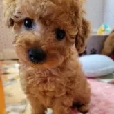 タイニープードル【鹿児島県・男の子・2024年11月24日・レッド】の写真2