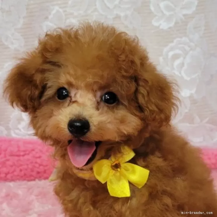 ID：2404-02885の子犬